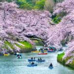 Japanese cherry blossom festival