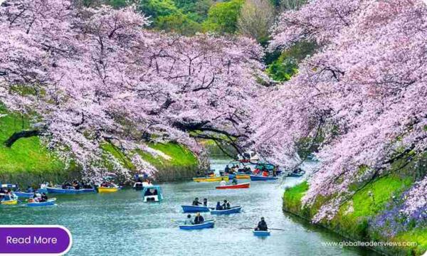 Japanese cherry blossom festival