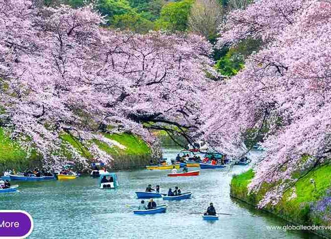 Japanese cherry blossom festival